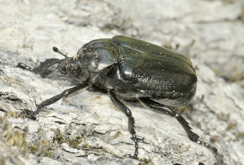 Osmoderma eremita lassallei (Cetoniidae)